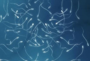 sperm