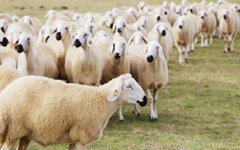 شهرداری رشت مکان عرضه و ذبح گوسفند زنده را اعلام کرد