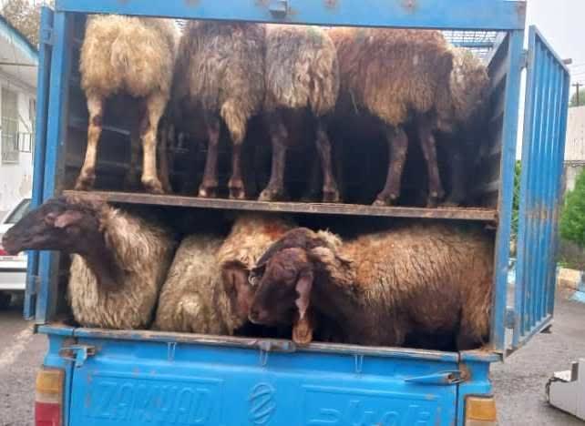 توقیف نیسان حامل دام فاقد مجوز در سیاهکل  فرمانده انتظامی سیاهکل خبر از کشف ۱۴ راس گوسفند زنده فاقد مجوز حمل از وزارت بهداشت و دامپزشکی در این شهرستان خبر داد