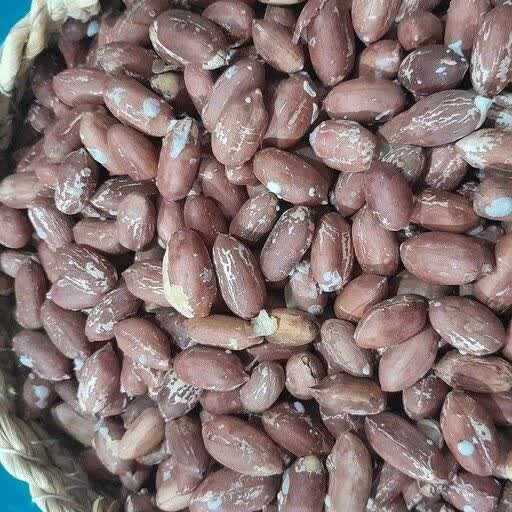 توزیع ۲۳۹ تن کود یارانه ای دولتی در باغات بادام زمینی استان گیلان